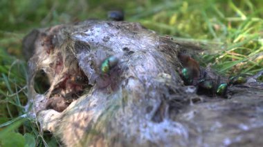 Parkın çimlerindeki farenin cesedi.