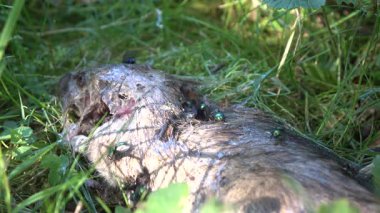 Parkın çimlerindeki farenin cesedi.