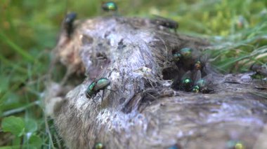 Parkın çimlerindeki farenin cesedi.