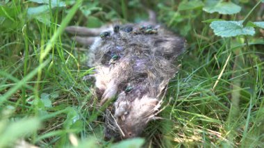 Parkın çimlerindeki farenin cesedi.