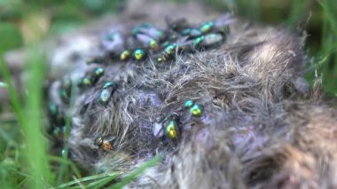 Parkın çimlerindeki farenin cesedi.