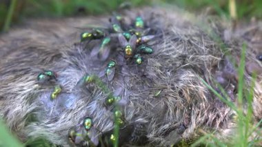 Parkın çimlerindeki farenin cesedi.