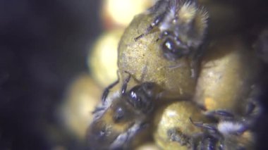 Bir yakın çekim makro fotoğraf, sarı polen toplarının etrafında toplanmış, koyu, dokulu arka planda birkaç tüylü yaban arısı yakalar..