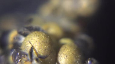 Bir yakın çekim makro fotoğraf, sarı polen toplarının etrafında toplanmış, koyu, dokulu arka planda birkaç tüylü yaban arısı yakalar..
