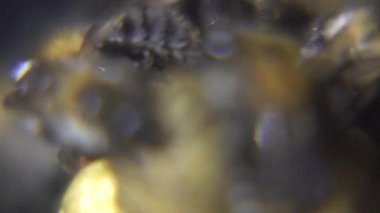 Bir yakın çekim makro fotoğraf, sarı polen toplarının etrafında toplanmış, koyu, dokulu arka planda birkaç tüylü yaban arısı yakalar..