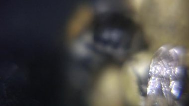 Bir yakın çekim makro fotoğraf, sarı polen toplarının etrafında toplanmış, koyu, dokulu arka planda birkaç tüylü yaban arısı yakalar..