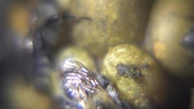 Bir yakın çekim makro fotoğraf, sarı polen toplarının etrafında toplanmış, koyu, dokulu arka planda birkaç tüylü yaban arısı yakalar..