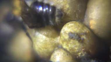 Bir yakın çekim makro fotoğraf, sarı polen toplarının etrafında toplanmış, koyu, dokulu arka planda birkaç tüylü yaban arısı yakalar..