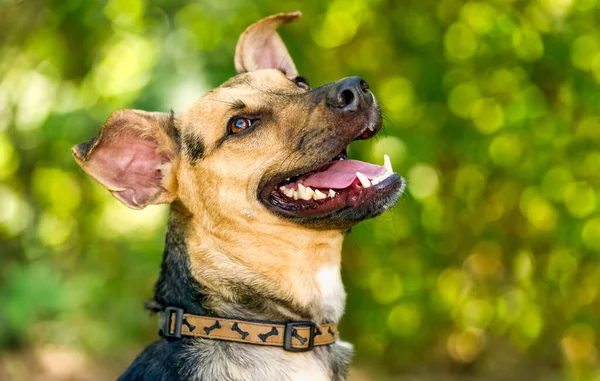 German Sheppard Dog Outdoors Happy Excitement — Stock Photo, Image