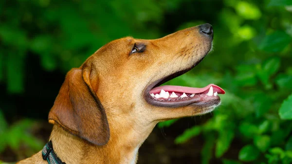 Ένα Χαρούμενο Σκυλί Είναι Στη Φύση Στόμα Ανοιχτό Και Γλώσσα — Φωτογραφία Αρχείου