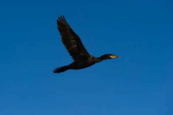Een Zwarte Comorant Vliegt Met Vleugels Volledig Uitgespreid Tegen Een — Stockfoto