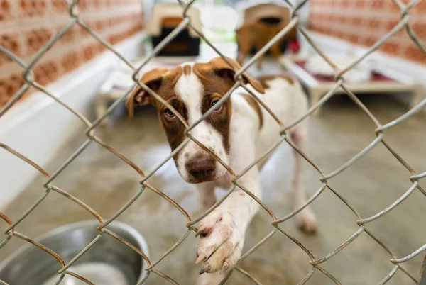 一只救援动物收容所的狗正把一只爪子伸进栅栏 — 图库照片