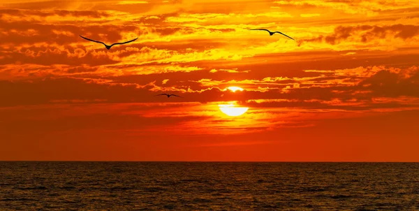 Una Puesta Sol Océano Con Pájaros Volando Siluetas Contra Cielo — Foto de Stock