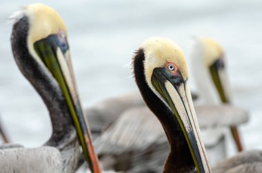 Pasifik Sahili 'ne Yakın Kahverengi Pelikan Puerto Vallarta Meksika