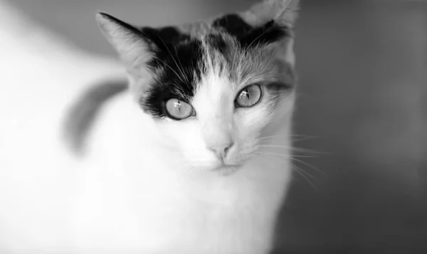 Eine Calico Cat Portrait Nahaufnahme Schwarz Weiß Bildformat — Stockfoto