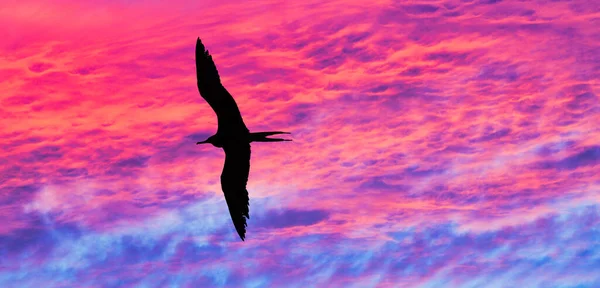 Uma Silhueta Pássaro Está Voando Além Colorida Paisagem Pôr Sol — Fotografia de Stock