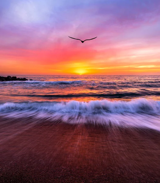 海の風景夕日は垂直画像形式でカラフルなロマンチックな空に向かって飛んでいる単一の鳥です ロイヤリティフリーのストック写真