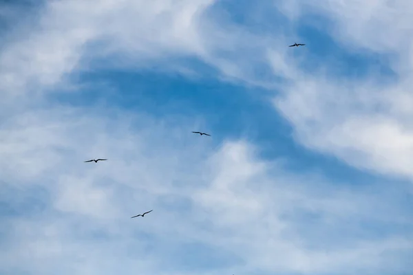 Bird Silhouettes Flying Blue Daytime Sky High Resolution — Stock Photo, Image