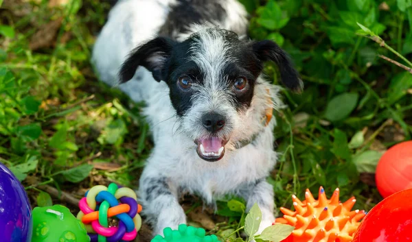 stock image A Cute Puppy Dog Is Playing With His Toys Outside