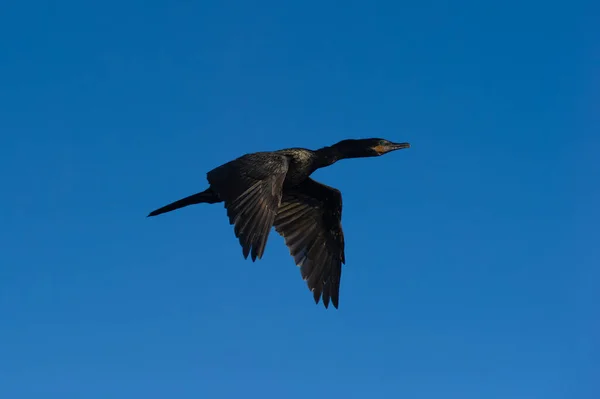 Egy Fekete Comorant Repül Szárnyakkal Teljesen Spreasd Ellen Egy Nap — Stock Fotó