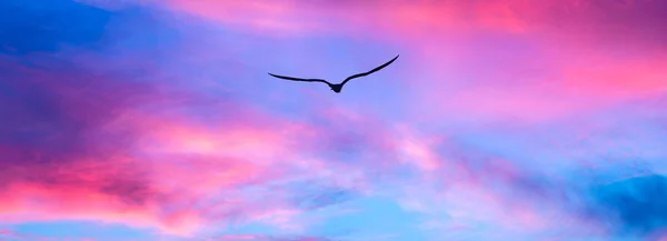 Single Bird Silhouette Flying Colorful Cloudscape Sunset Banner Image Format — Stock fotografie