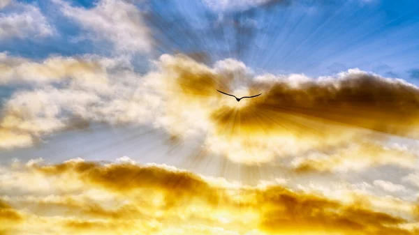 Silueta Jednoho Ptáka Letící Směrem Barevnému Západu Slunce Oblaku Vysokém — Stock fotografie