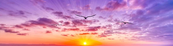 Single Bird Silhouette Flying Colorful Cloudscape Sunset Banner Image Format —  Fotos de Stock