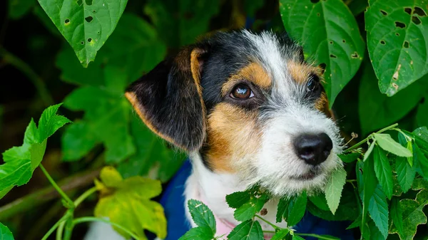 16.9 resim formatında sevimli bir yavru köpek ormanın içinde saklanıyor.