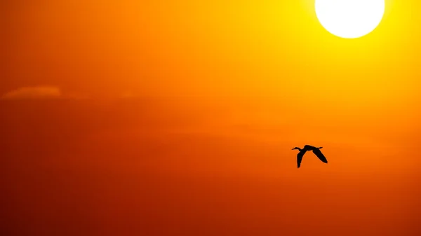 A Silhouette of A Large Exotic Bird Is Flying By The White Hot Sun 16.9 Image Format