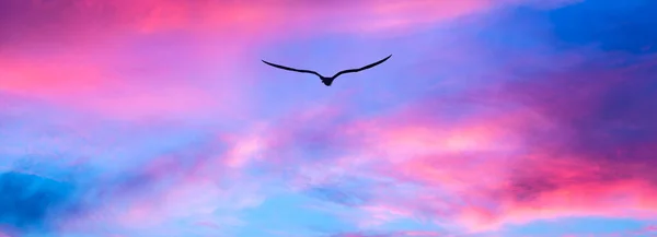Una Silhouette Uccello Singolo Che Vola Verso Tramonto Variopinto Del — Foto Stock