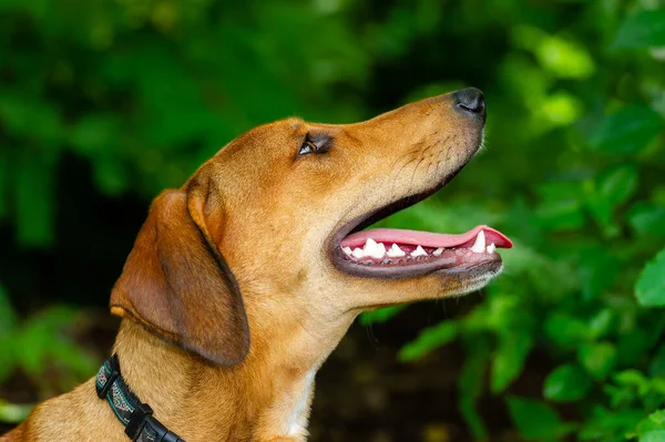 自然の中で口を開けて舌を出す幸せな犬 ストックフォト