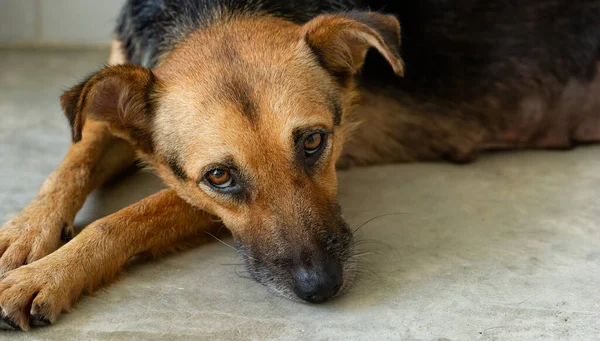 Rescue Adoption Dog Looking Sad Look Its Face — Stock Photo, Image
