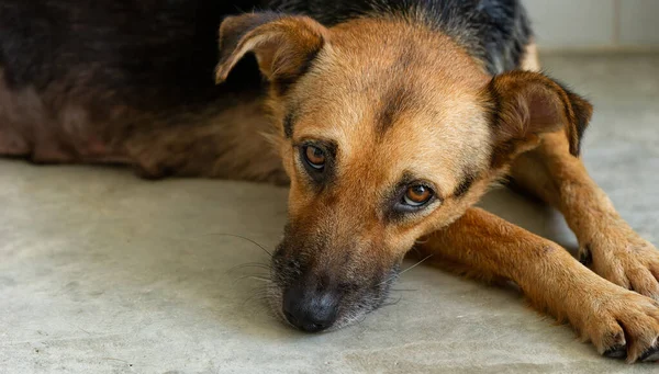 Rescue Adoption Dog Looking Sad Look Its Face — Stock Photo, Image
