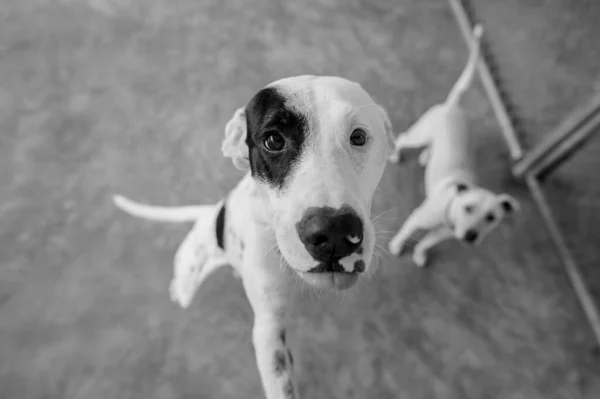 Ratowniczy Pies Adopcyjny Patrzy Górę Smutnym Spojrzeniem Twarz — Zdjęcie stockowe