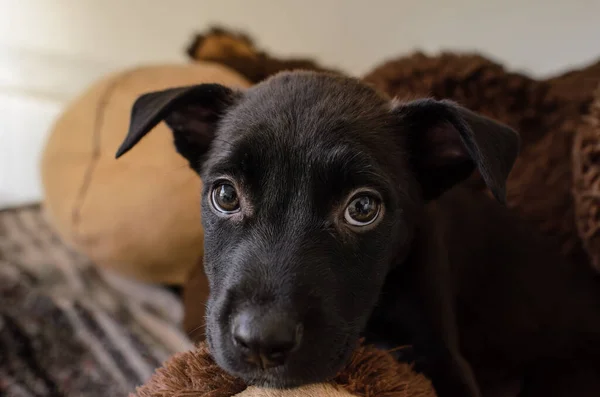 Cão Adoção Resgate Está Olhando Para Cima Com Olhar Triste — Fotografia de Stock