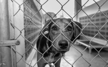 Kurtarma Köpeği kameraya bakarak burnunu çitin içinden sokuyor.