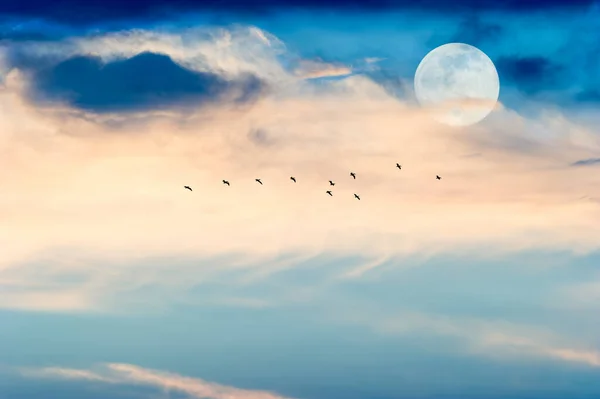 夕阳西下 一群鸟的轮廓在色彩斑斓的云彩之上翱翔 — 图库照片