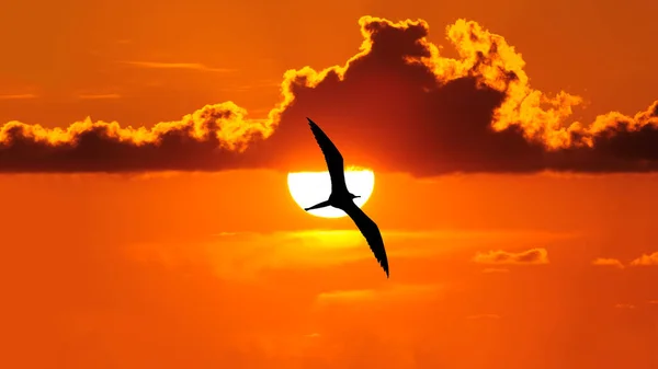 Bird Silhouette Soaring Colorful Clouds Sunset — Stock Photo, Image