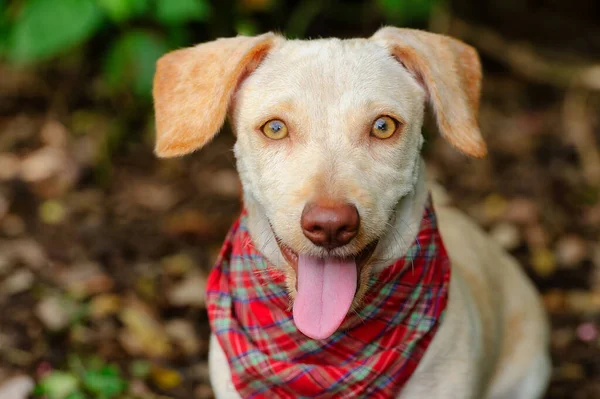Słodki Pies Jest Zewnątrz Nosząc Bandaż Szczęśliwym Spojrzeniem Twarzy — Zdjęcie stockowe