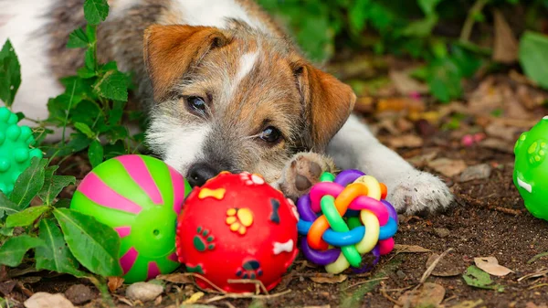彼のおもちゃで遊ぶかわいいジャック ラッセル テリア子犬の犬 ストック写真