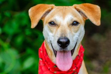 Dışarıda, yüzünde mutlu bir ifade olan bir bandana takan sevimli bir köpek var.