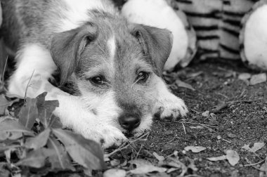 Şirin, pasaklı bir köpek yavrusu yüzünde üzgün bir tembellikle dışarıda uzanıyor.