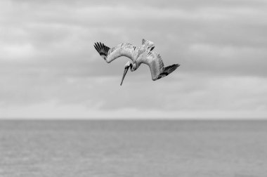 Bir pelikan yüksek hızda dalmaktadır Kanatları tamamen siyah ve beyazdır