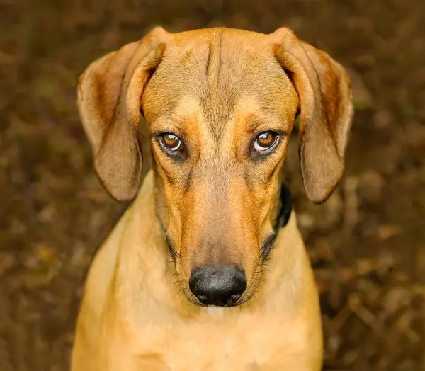 A Closeup Of A Guilty Looking Dog With A Natural Brown Background Vertical