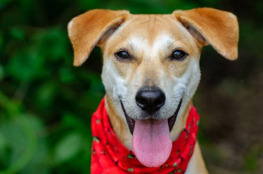 Dili dışarıda gezen mutlu bir köpeğin yakın çekimi.
