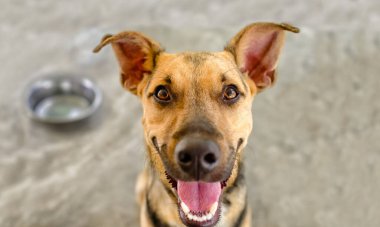 Arka planda yemek kasesi olan mutlu görünümlü bir köpek.
