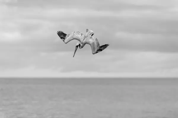 stock image A Pelican Is Diving At High Speed With Wings Full Spread Black And White