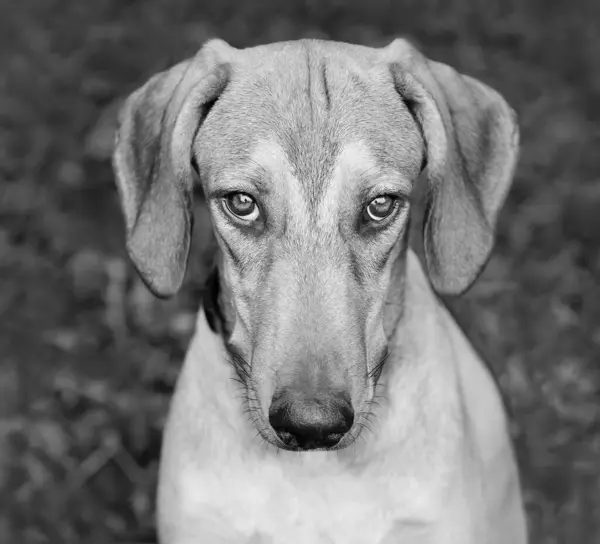 stock image A Closeup Of A Guilty Looking Dog With A Natural Outdoors Background Black And White Vertical