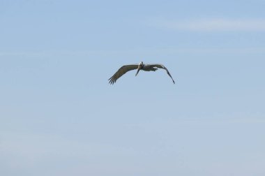 Bir Pelikan Kanatlarıyla Uçuyor Mavi bir gökyüzüne karşı