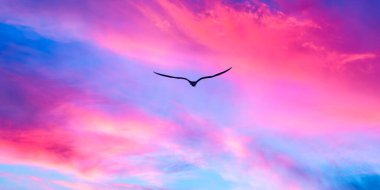 Kuş silueti Pembe ve mavi gökyüzünde süzülüyor Dolunayda yükselen